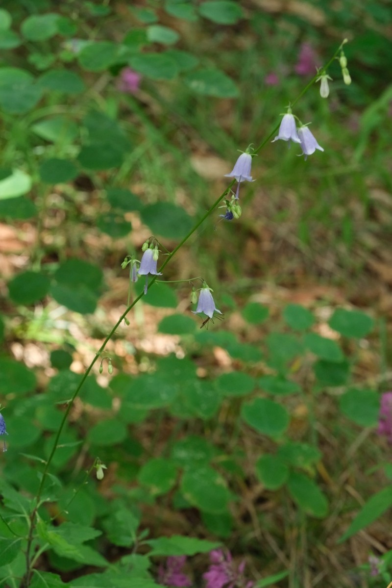 Adenophora sublata photo 6