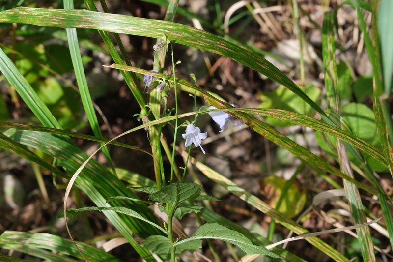 Adenophora sublata photo 8
