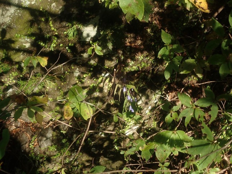 Adenophora takedae photo 2