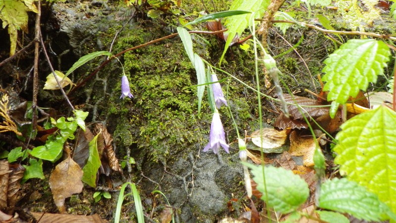 Adenophora takedae photo 4