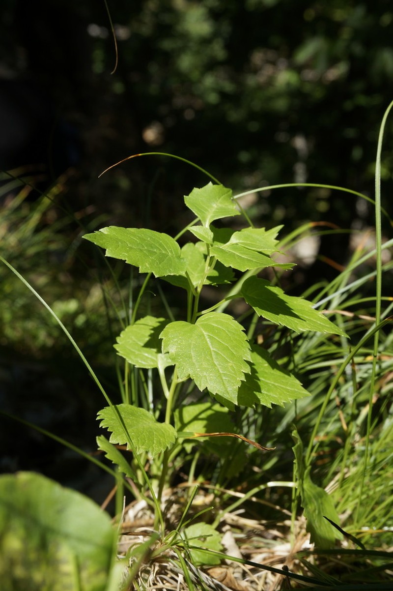 Adenophora taurica