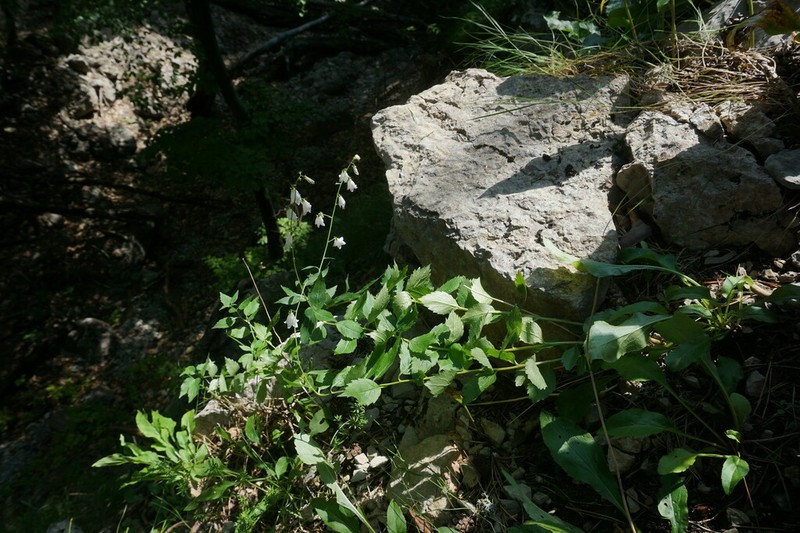Adenophora taurica photo 2