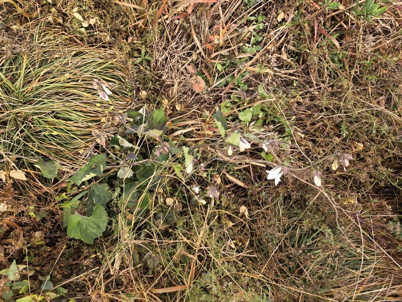 Adenophora trachelioides