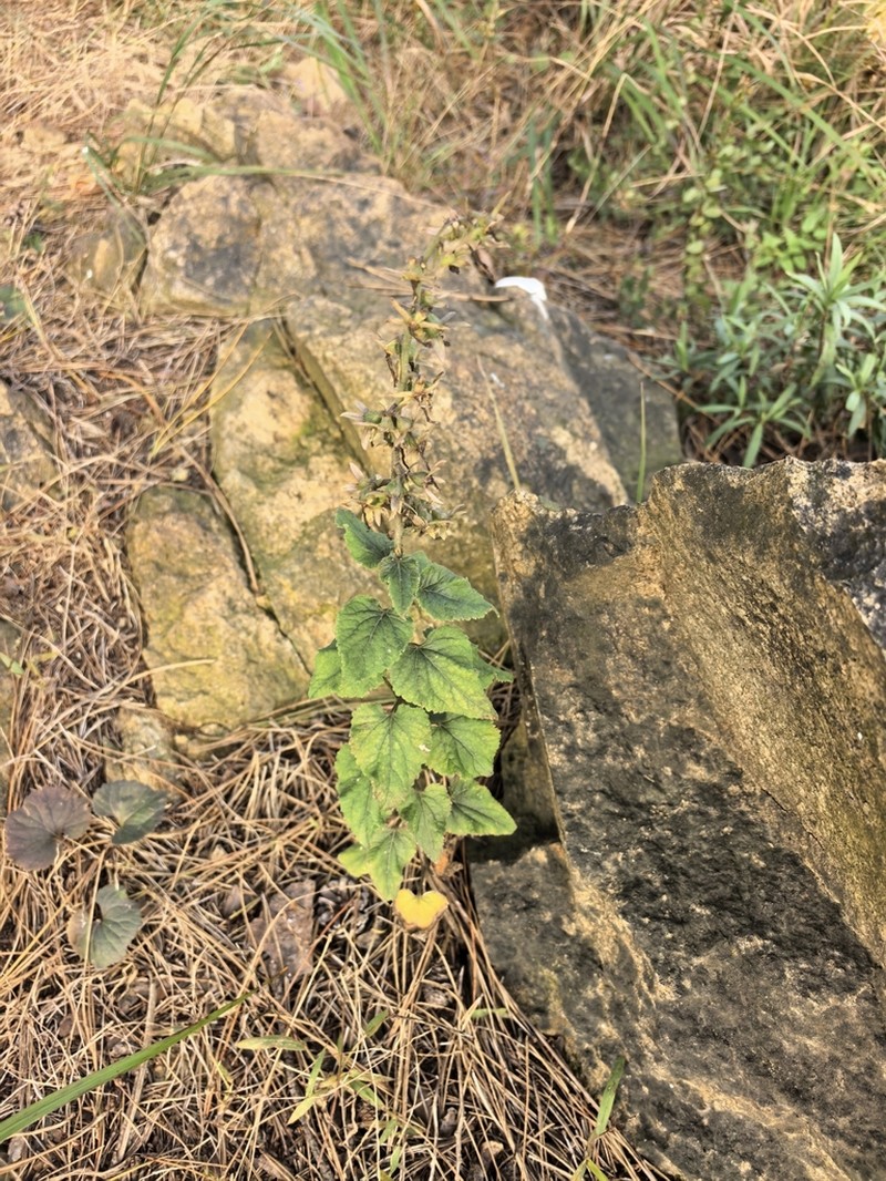 Adenophora trachelioides photo 2