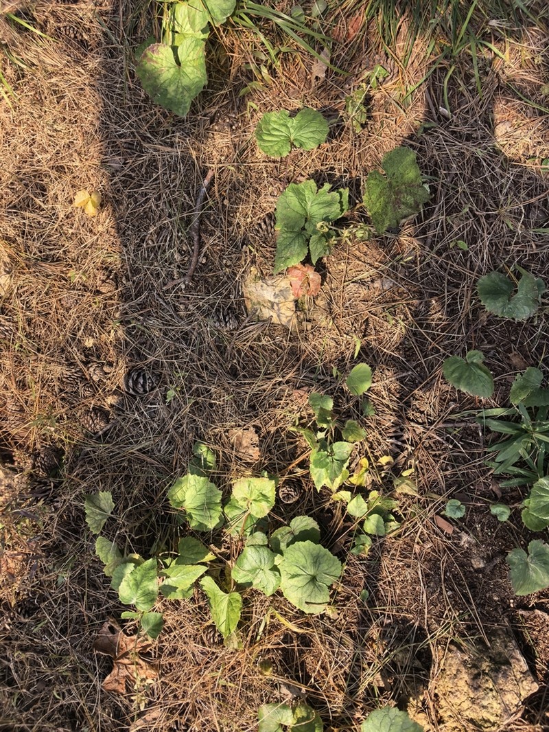 Adenophora trachelioides photo 3