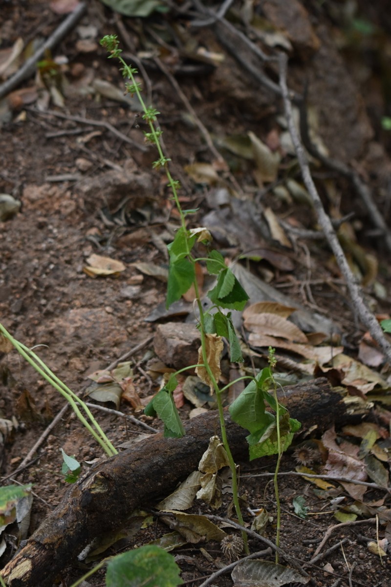 Adenophora trachelioides photo 4