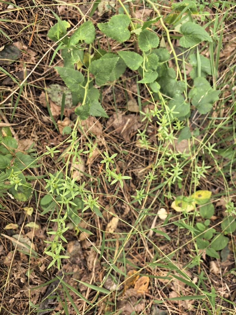 Adenophora trachelioides photo 5