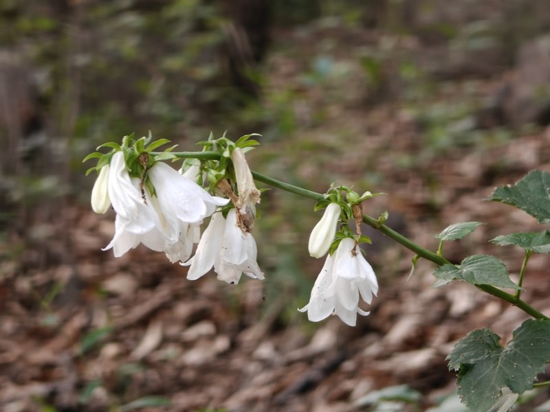 Adenophora trachelioides photo 6