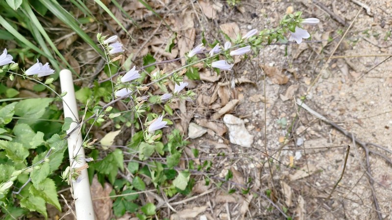 Adenophora trachelioides photo 7