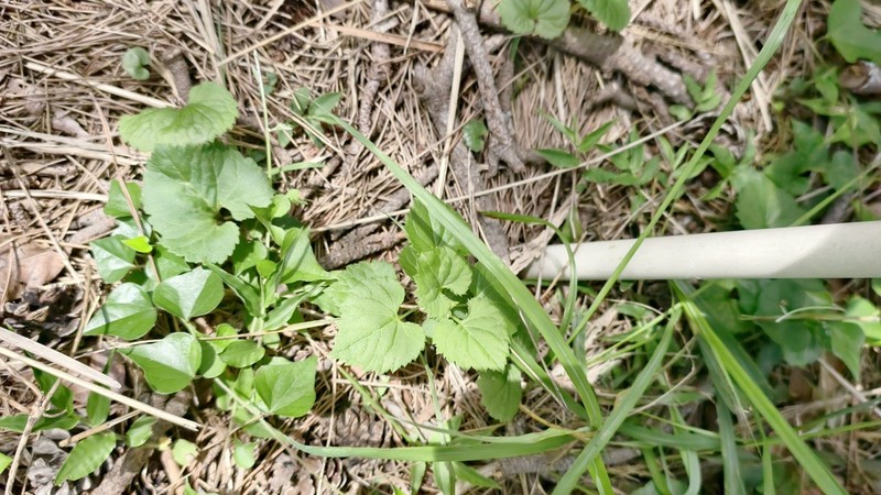 Adenophora trachelioides photo 8