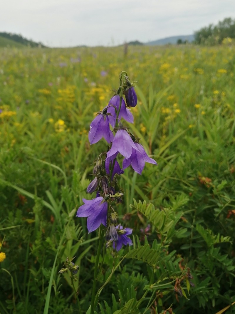 Adenophora tricuspidata photo 2