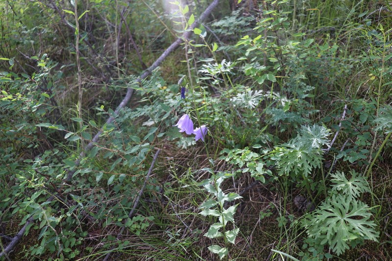 Adenophora tricuspidata photo 3