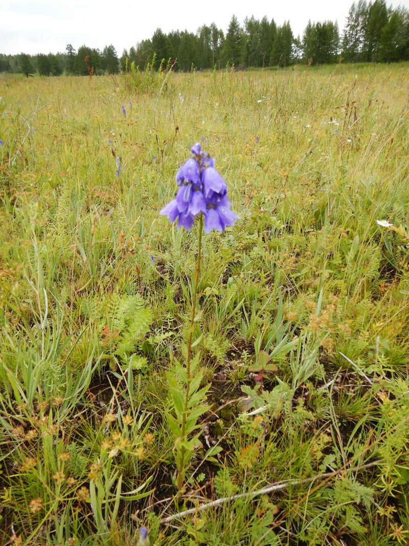 Adenophora tricuspidata photo 4