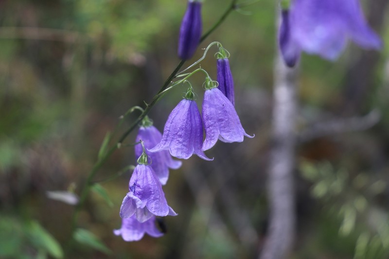 Adenophora tricuspidata photo 6