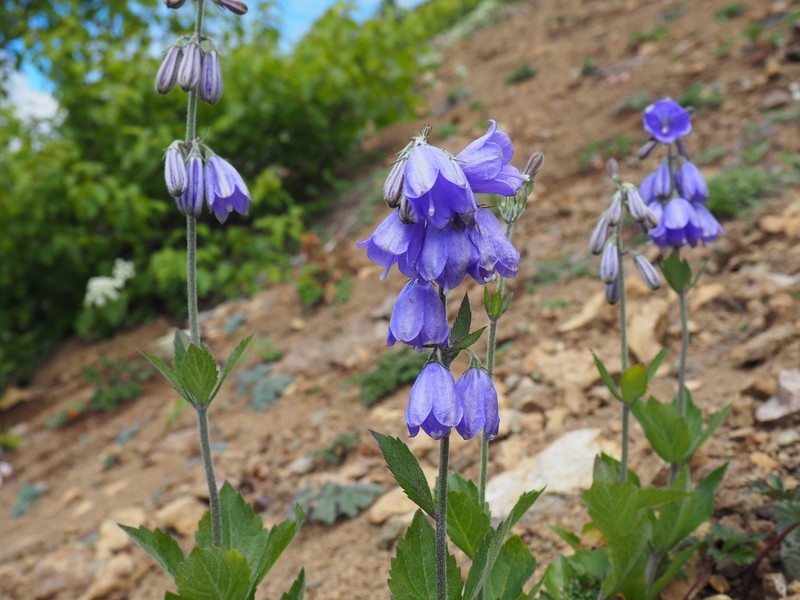 Adenophora triphylla photo 2