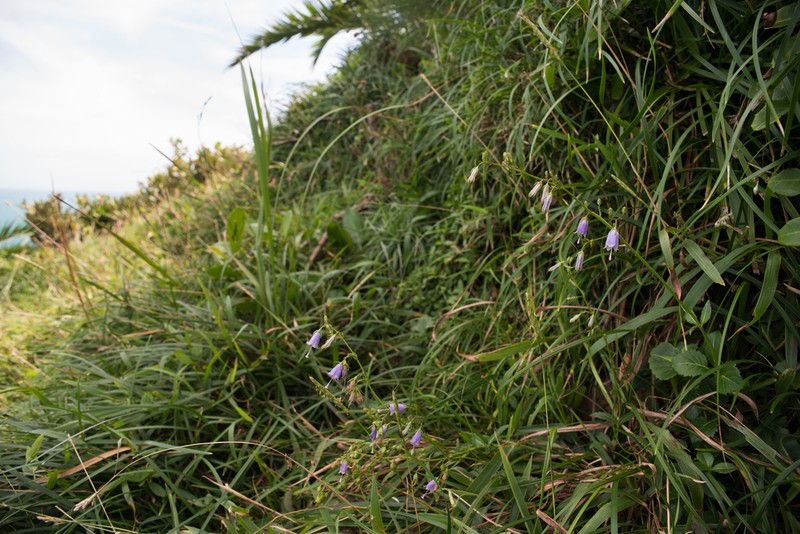 Adenophora triphylla photo 3