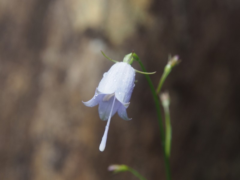 Adenophora triphylla photo 4