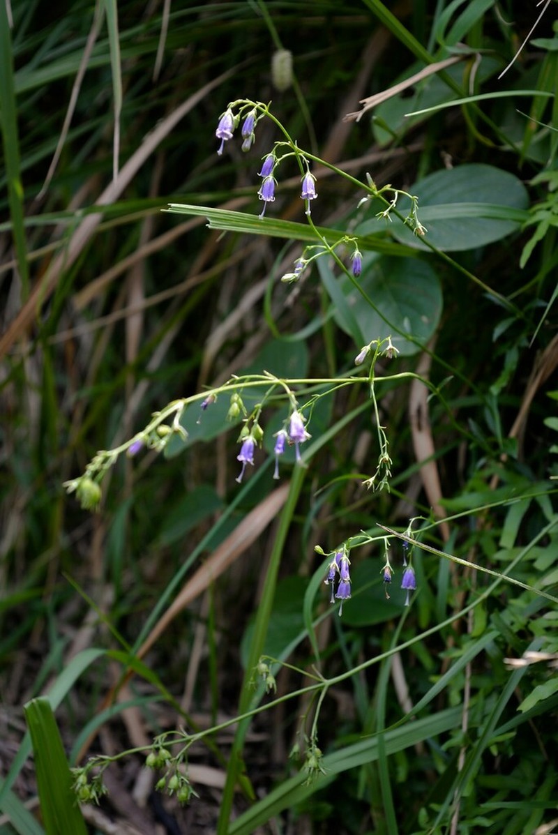 Adenophora triphylla photo 5