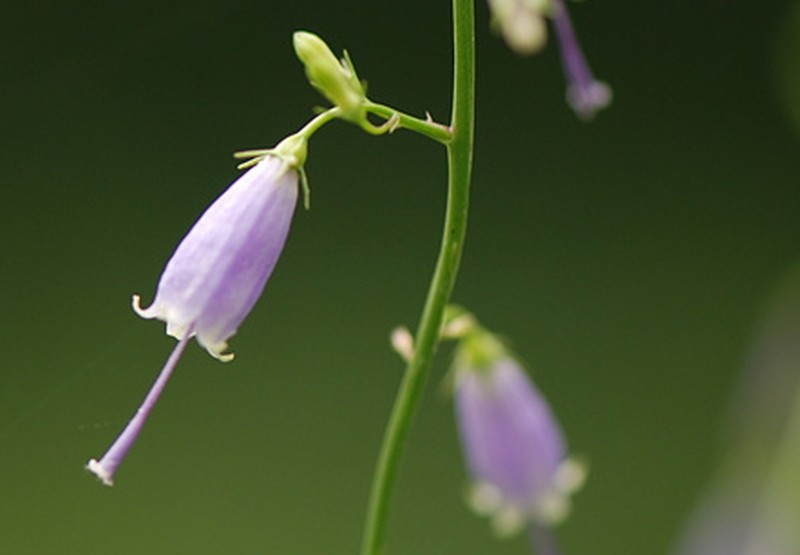 Adenophora triphylla photo 6