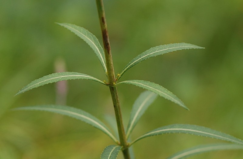 Adenophora triphylla photo 7