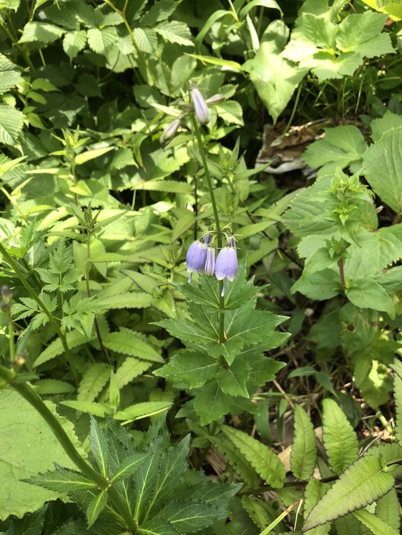 Adenophora triphylla photo 8