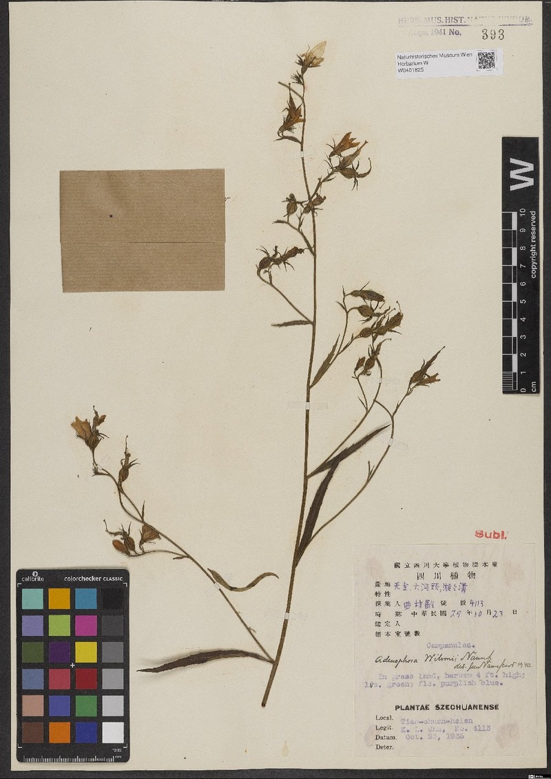 Adenophora wilsonii