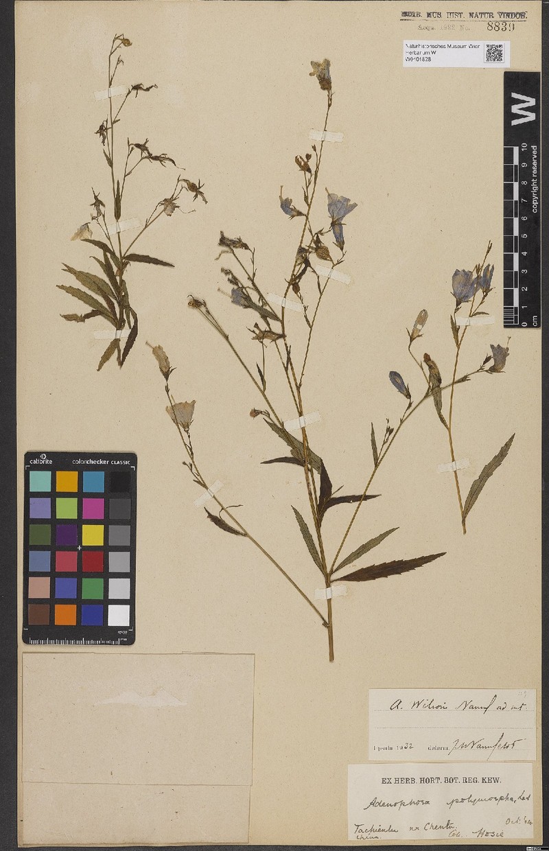 Adenophora wilsonii photo 2