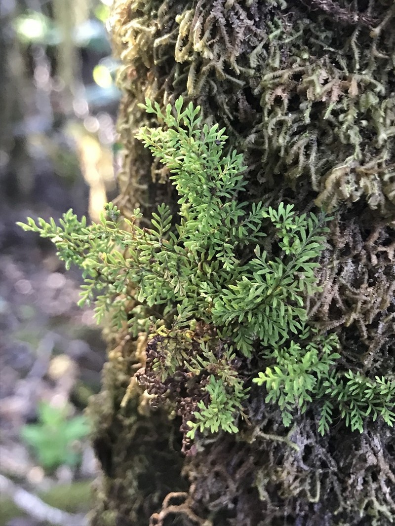 Elegant Kihifern photo 2