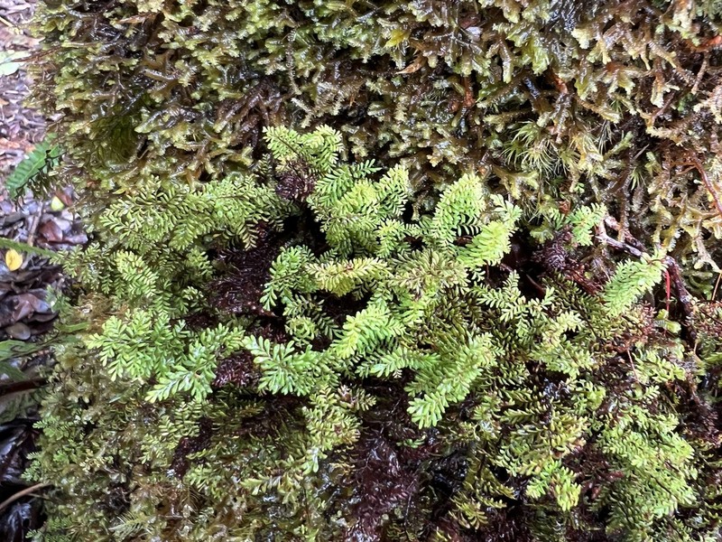 Elegant Kihifern photo 3