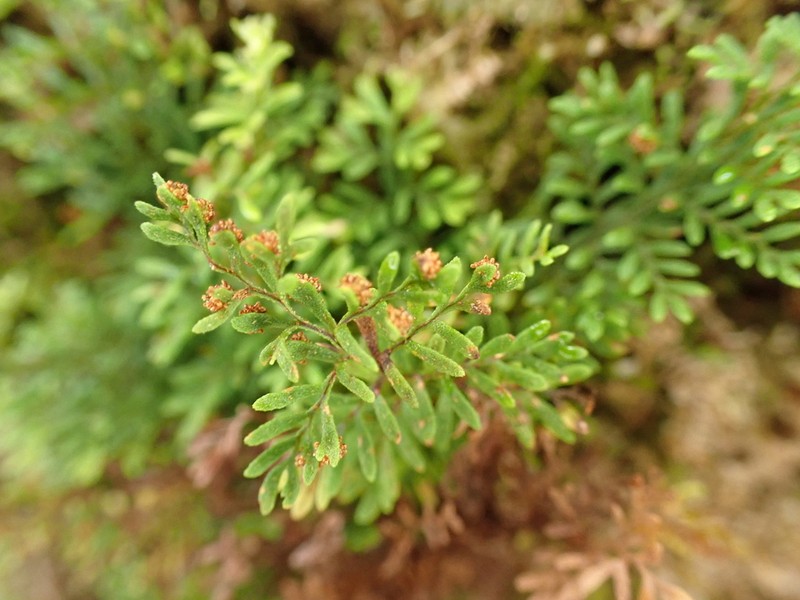 Elegant Kihifern photo 4