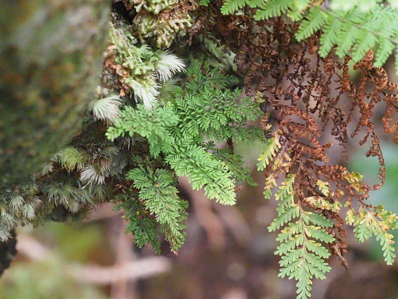 Elegant Kihifern photo 5
