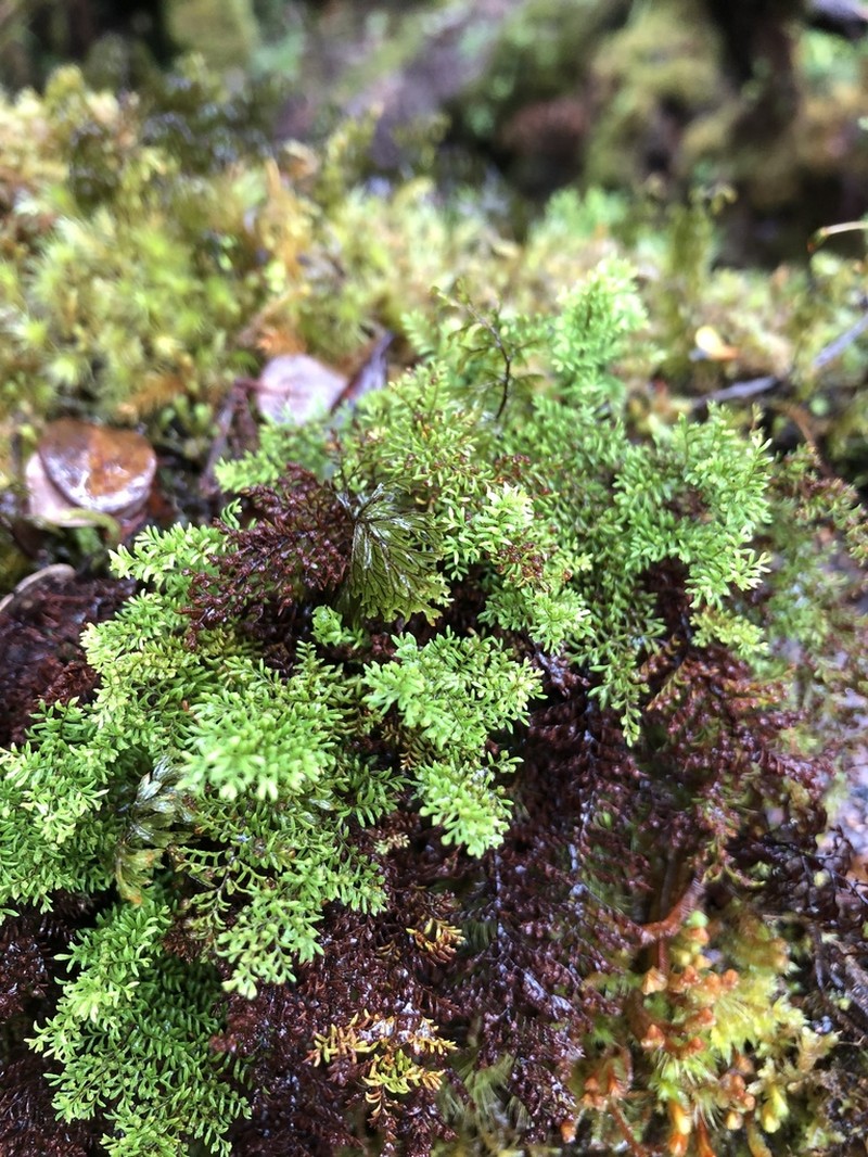 Elegant Kihifern photo 6