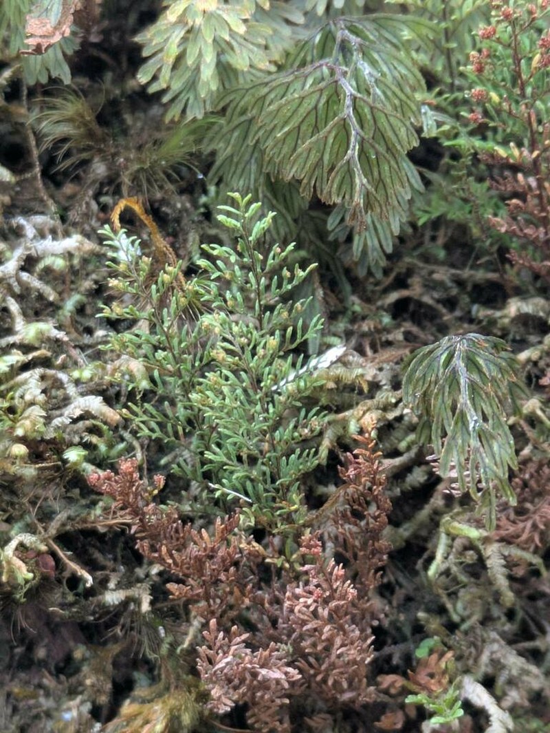 Elegant Kihifern photo 7