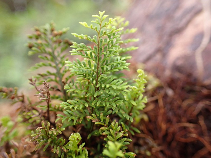 Elegant Kihifern photo 8