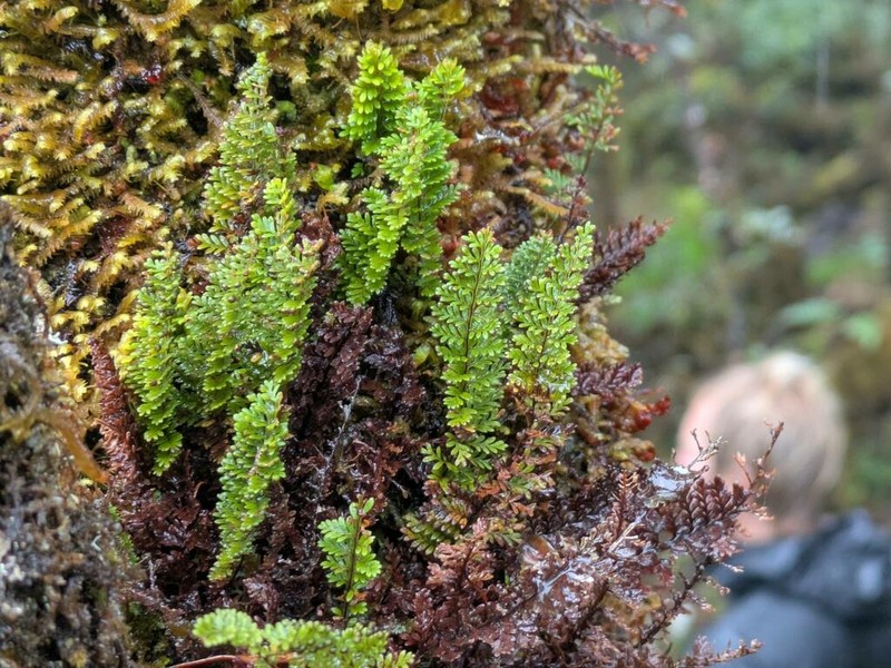 Kauai Kihifern