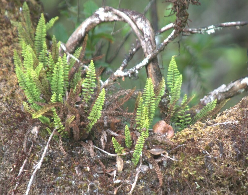 Kauai Kihifern photo 2