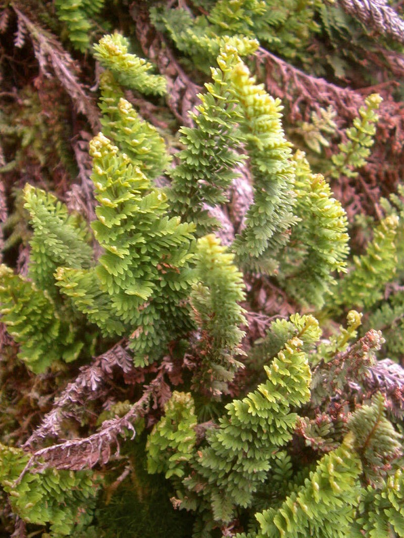 Kauai Kihifern photo 7