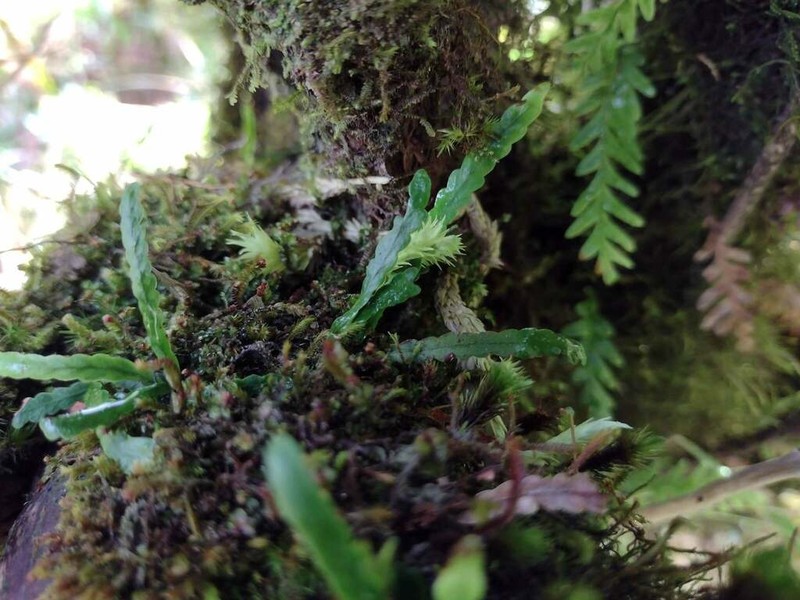 Island Kihifern