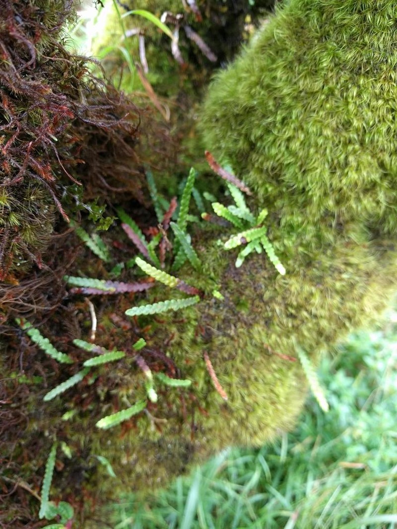 Island Kihifern photo 2