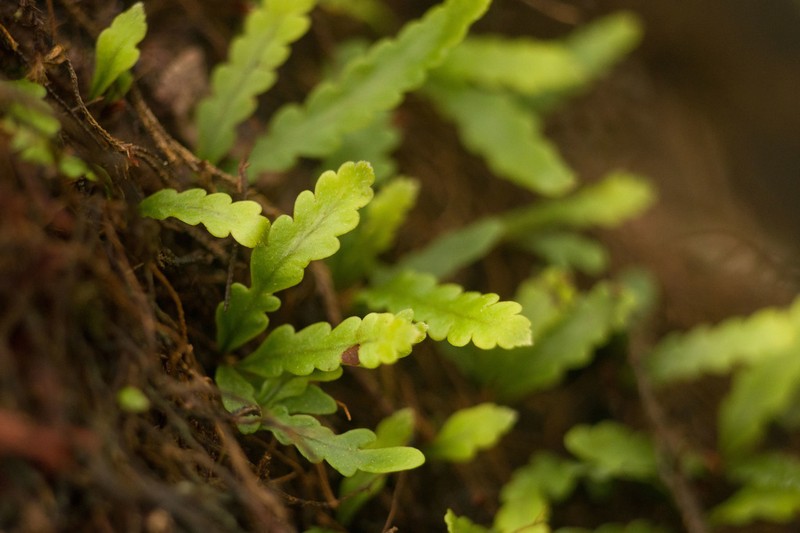 Island Kihifern photo 3