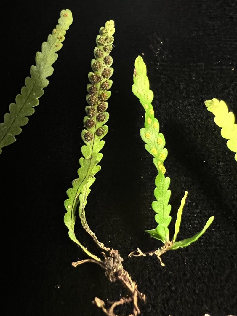 Island Kihifern photo 4