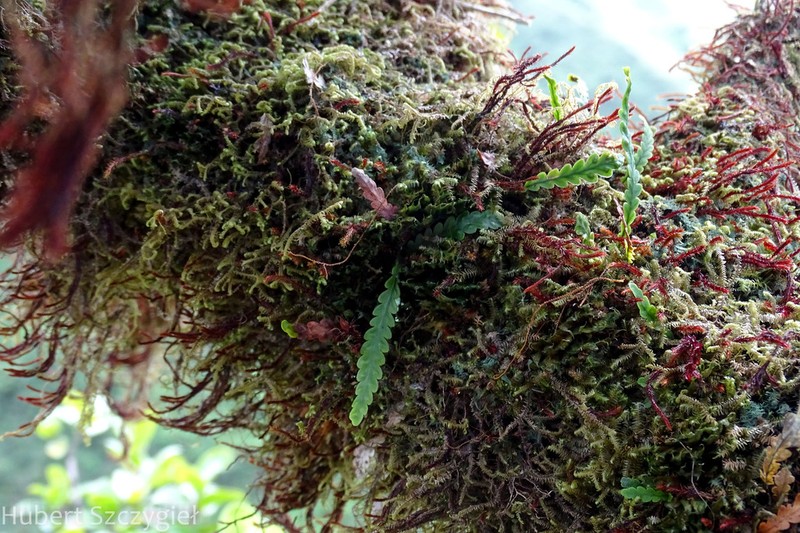 Island Kihifern photo 5