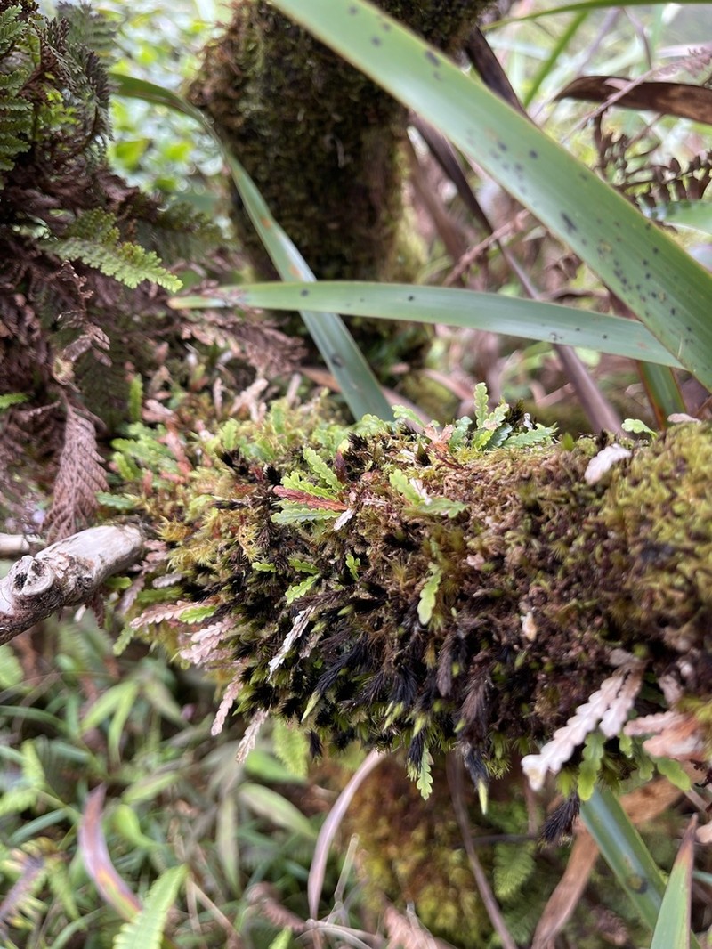 Island Kihifern photo 6