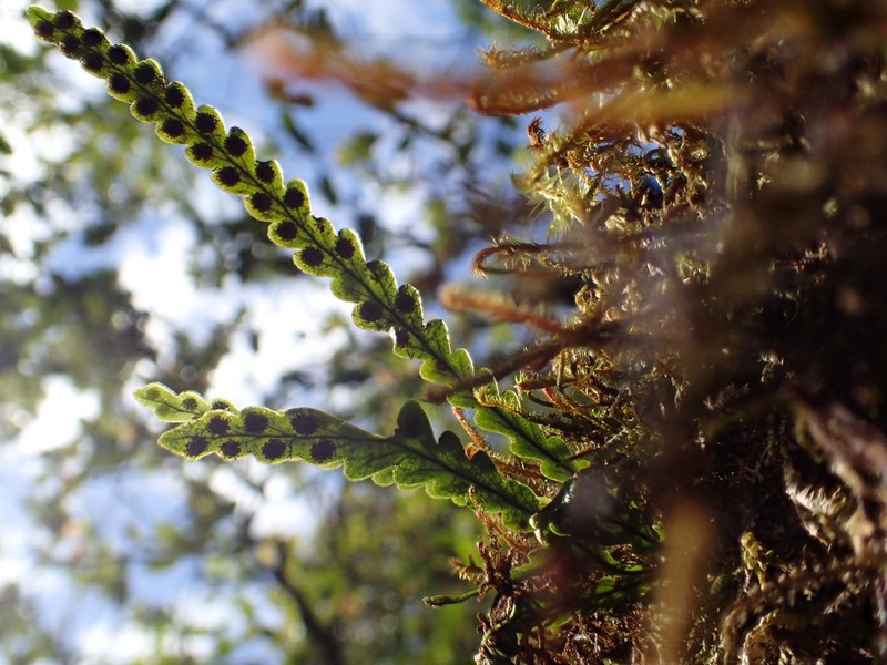 Island Kihifern photo 7