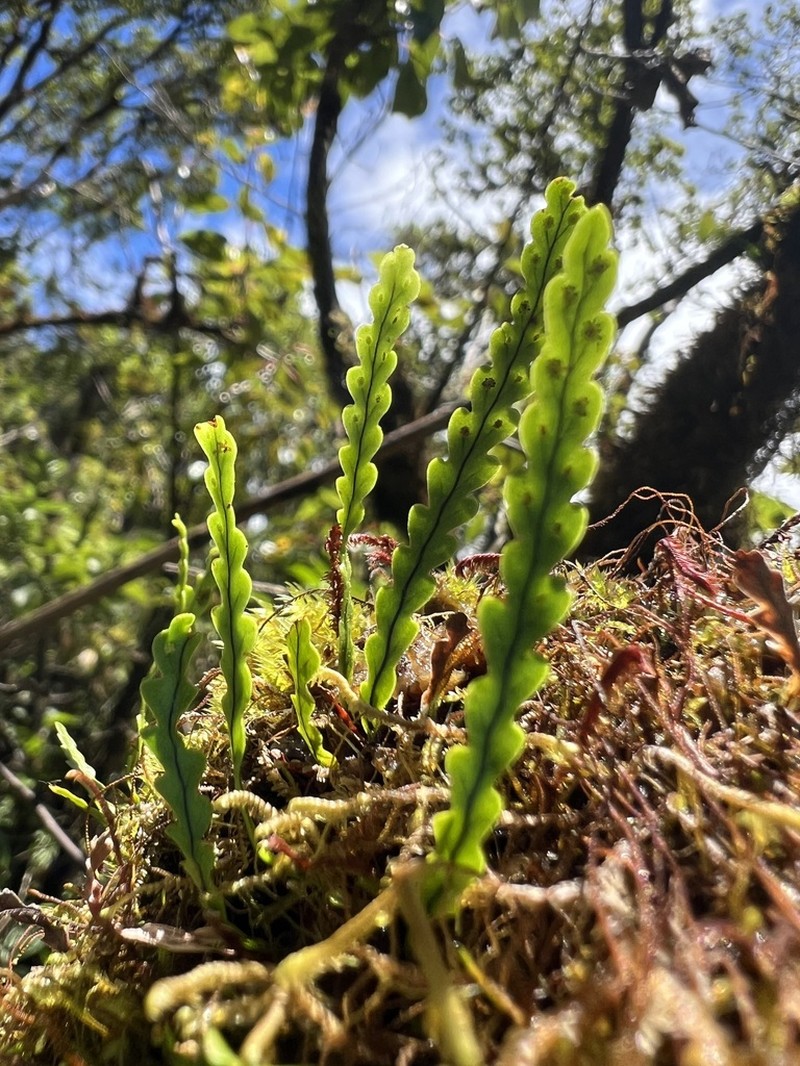 Island Kihifern photo 8