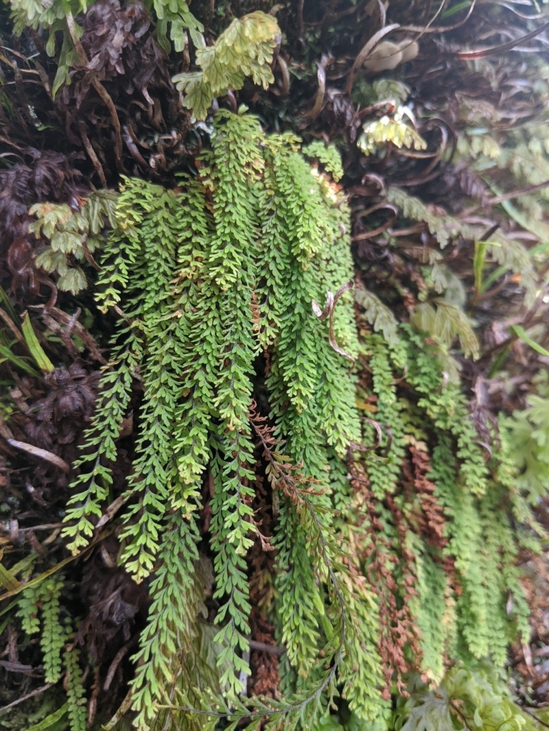 Filmy Kihifern photo 3