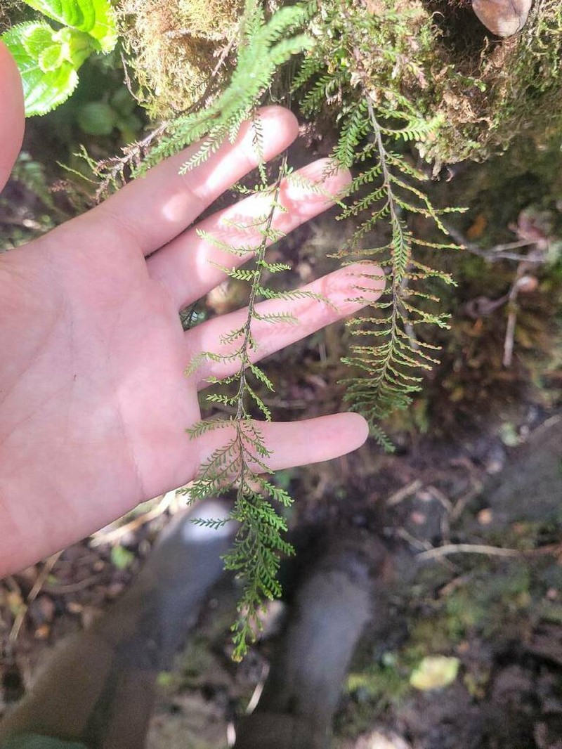 Maui Kihifern