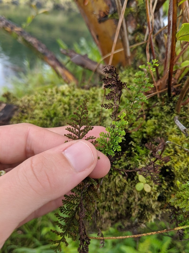Maui Kihifern photo 2
