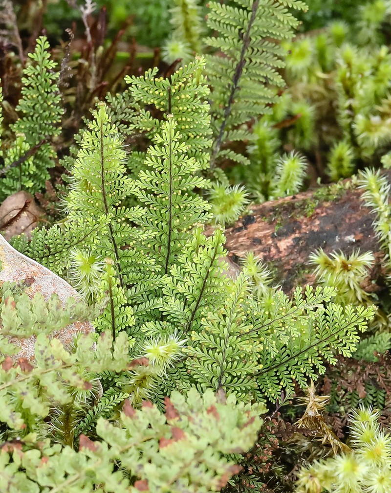 Maui Kihifern photo 3