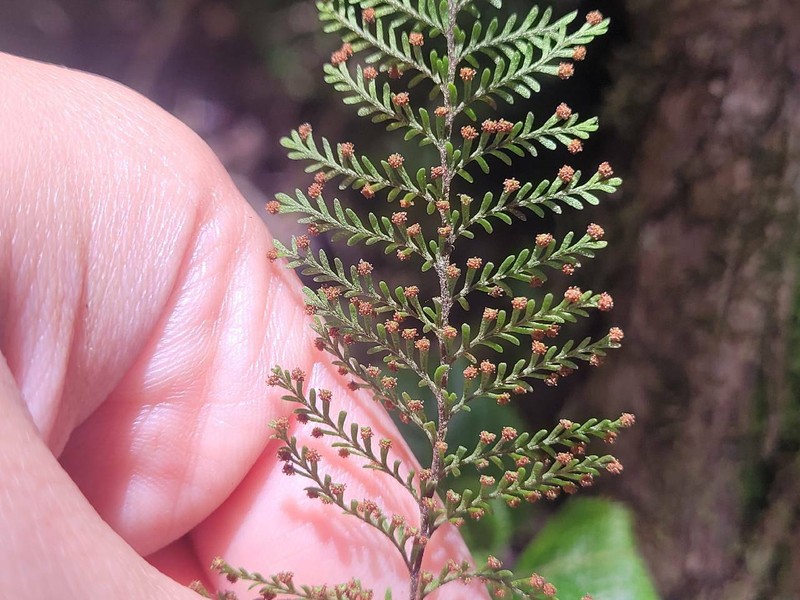 Maui Kihifern photo 4